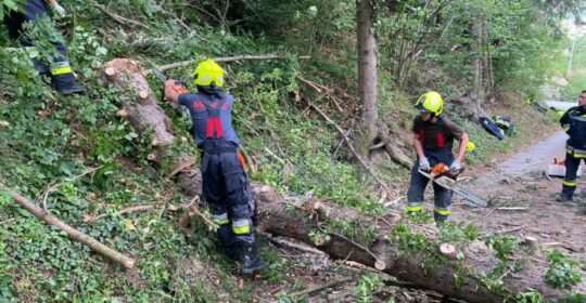 Einsatz Baum auf Straße am 15.06.2022